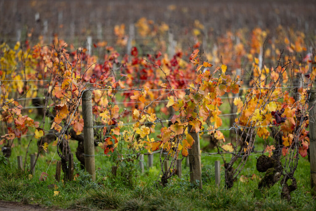 Burgundy PAQUOT WineEnthusiastTravelBurgundy